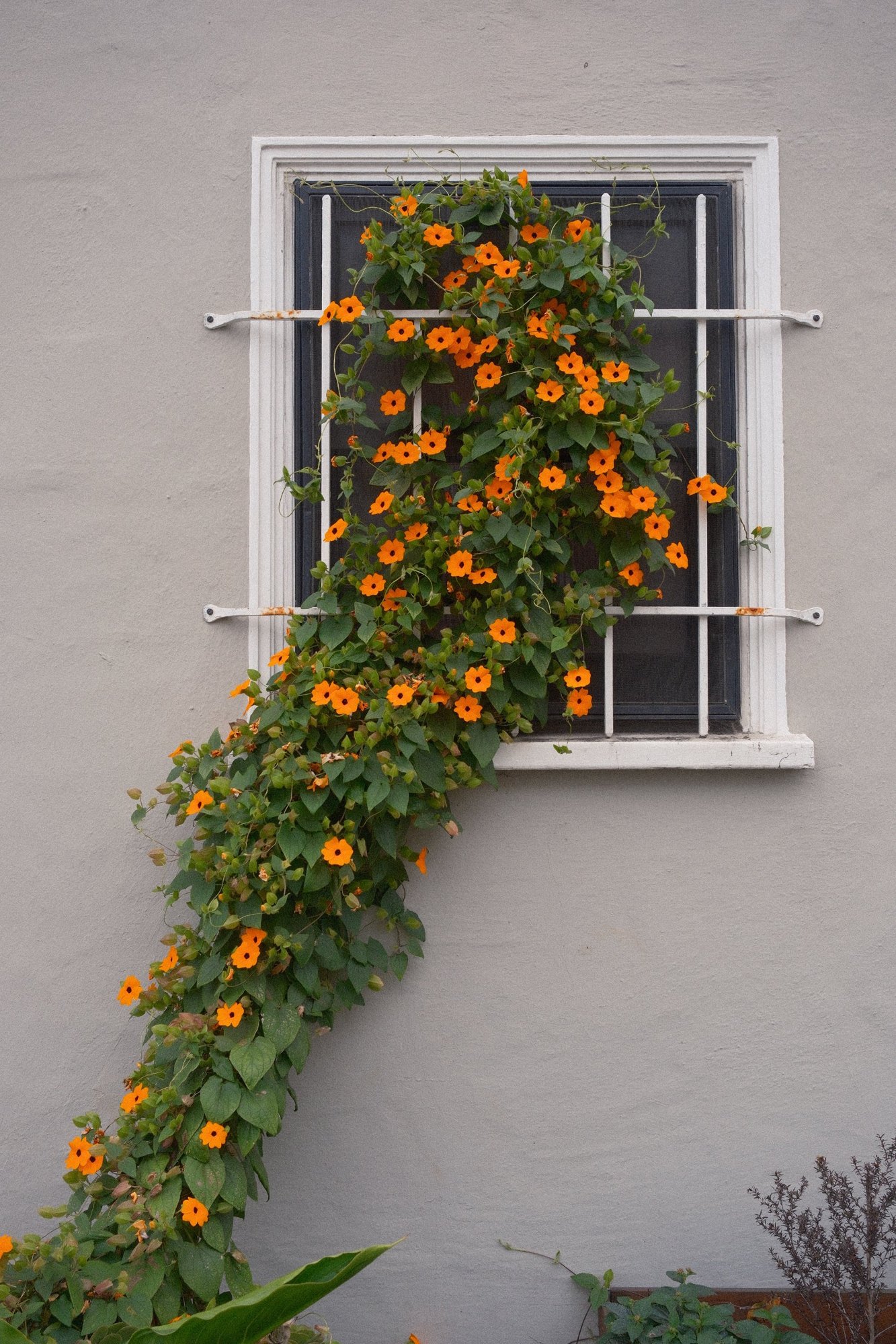 Orange black-eyed Susan vine spilling out of a barred window
