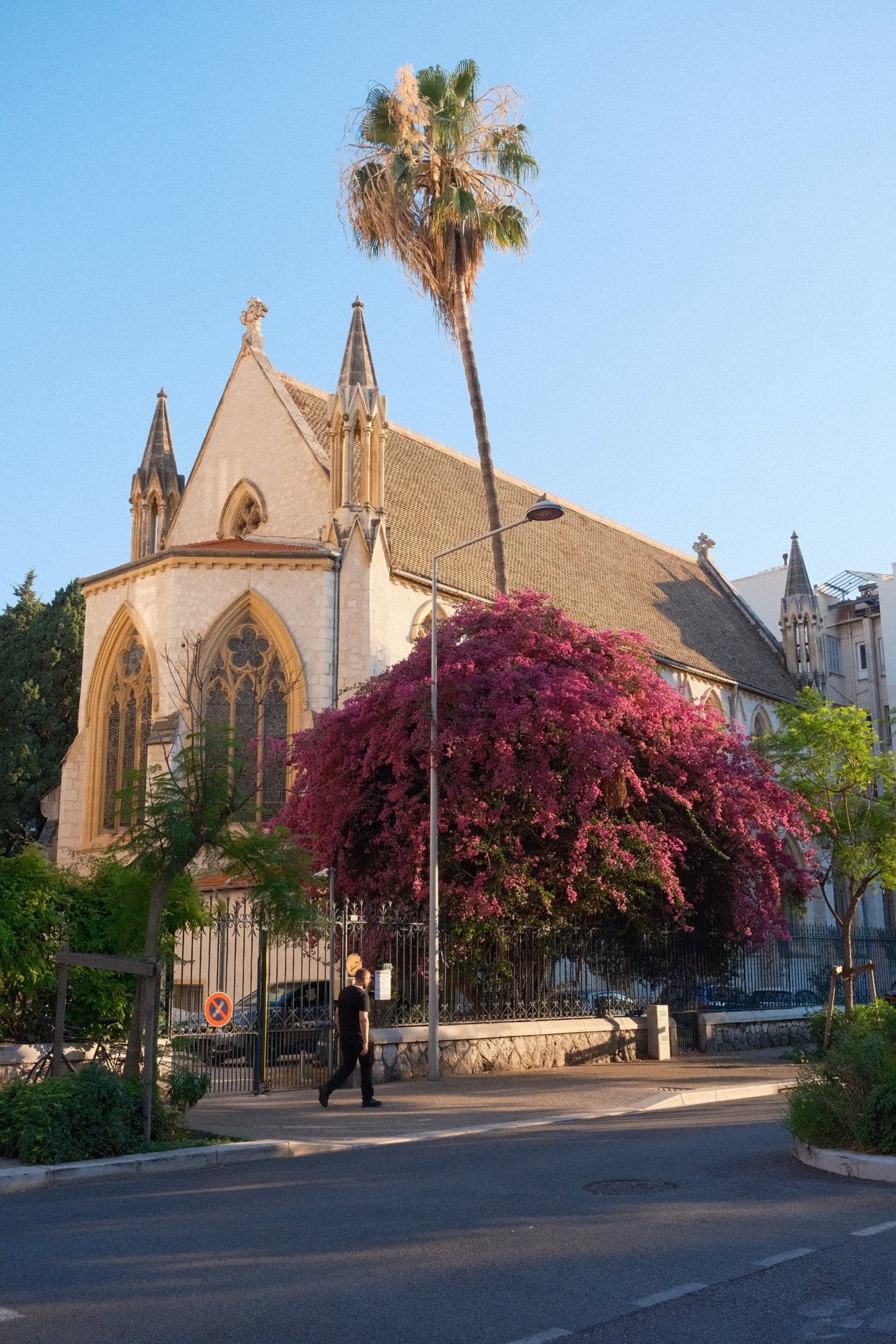 A Gothic church with a tall palm and a cloud of magenta bougainvillea