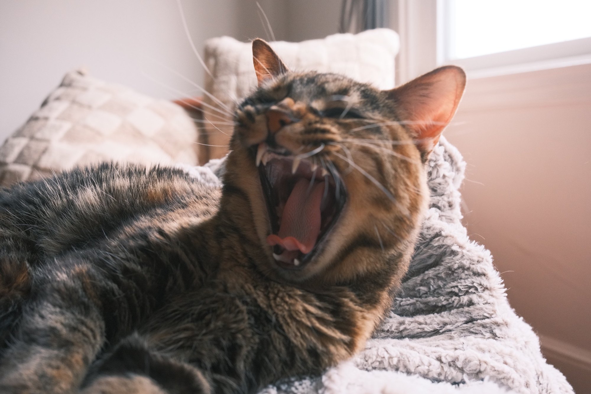 A tabby cat mid-yawn on a sherpa blanket
