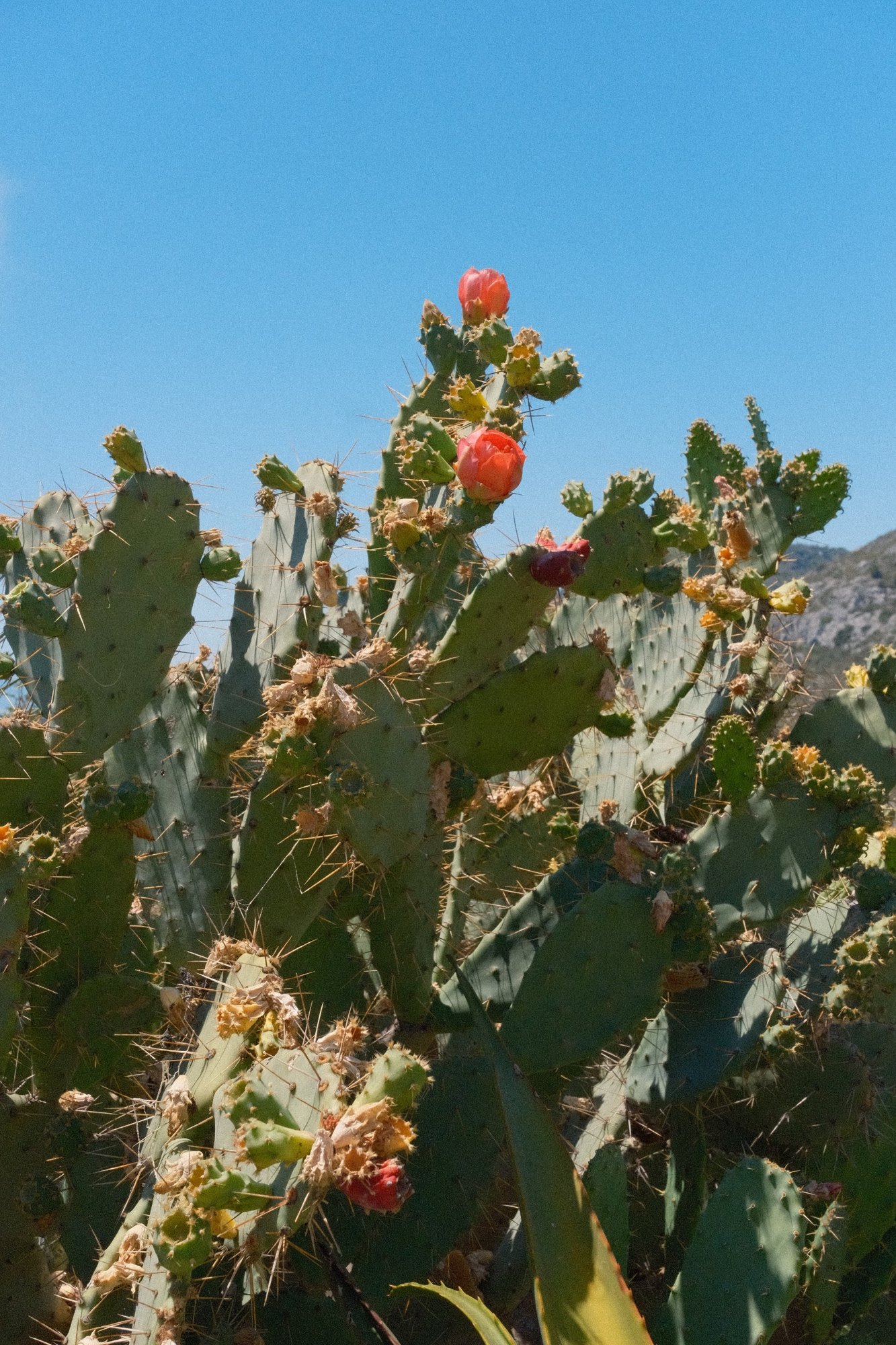 Prickly pear in bloom against a hard blue sky