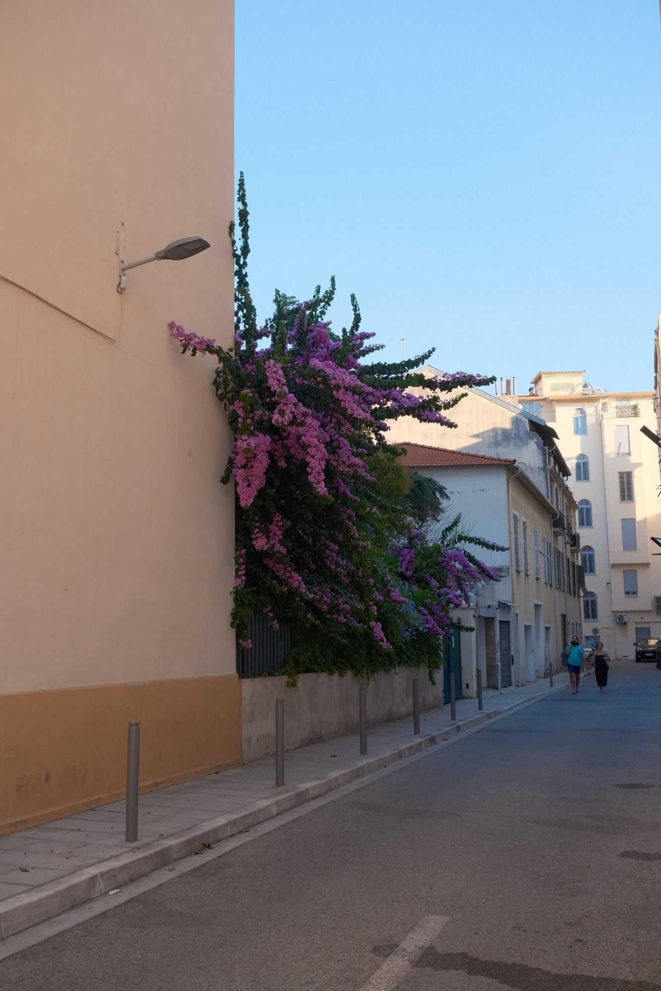 Bougainvillea spilling over a wall on a quiet peach-colored street